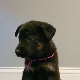 German Shepherd Puppies from Muddy Acres German Shepherds