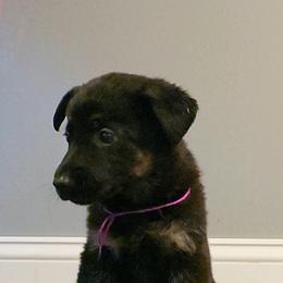 German Shepherd Puppies from Muddy Acres German Shepherds