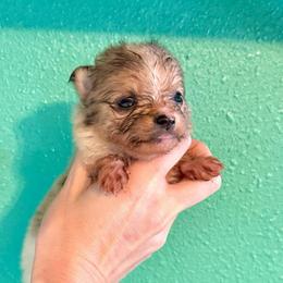 Summer - Blue merle female Pomeranian puppy in Stroud, Oklahoma from Laik’s Little Shihtz & Poms