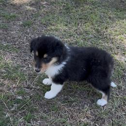 Barnaby - Black white and tan male Collie puppy in Malvern, Arkansas from Lost Acres Collies