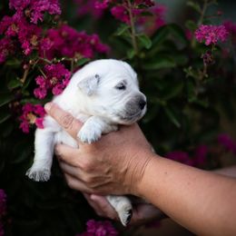 Cavalier King Charles Spaniel and Golden Retriever Puppies from Tsarevich Goldens and Cavaliers