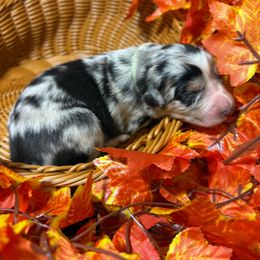 Holiday - Black tri-color female Australian Shepherd puppy in Howardsville, Virginia from Spectacular Aussies and Cavaliers