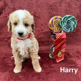 Harry - Apricot male Goldendoodle puppy in Conroe, Texas from Tails of Cypress