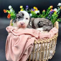 Molly - Blue merle female Sheepadoodle puppy in Willacoochee, Georgia from Kitandkboodle's Doodles