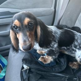 Nebula - Dachshund