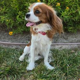 Mika - Cavalier King Charles Spaniel