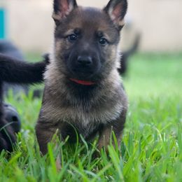 Pink collar - Sable female German Shepherd puppy in Inverness Highlands South, Florida from Von der Tetiaroa German Shepherd dogs