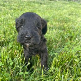 Summer - Black female Schnoodle puppy in Lathrop, Missouri from RR Schnoodles
