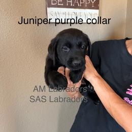 Violet - Black female Labrador Retriever puppy in Wittmann, Arizona from AM Labradors
