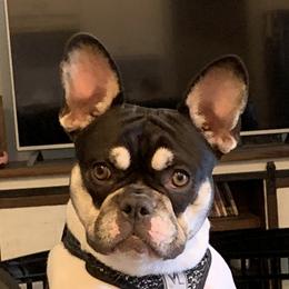 Baby - French Bulldog