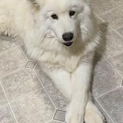 Samoyeds from Job's Peak Samoyeds