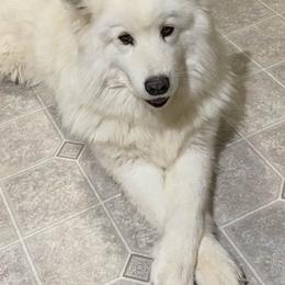 Samoyeds from Job's Peak Samoyeds