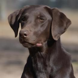 Mo - Labrador Retriever