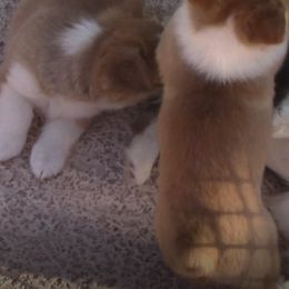 Pembroke Welsh Corgi Puppies from Sunrise Corgis Los Angeles