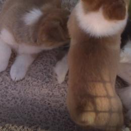 Pembroke Welsh Corgi Puppies from Sunrise Corgis Los Angeles