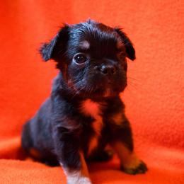 Presley - Black and tan male French Bulldog puppy in Battle Ground, Washington from Ferguson's Bulldogs