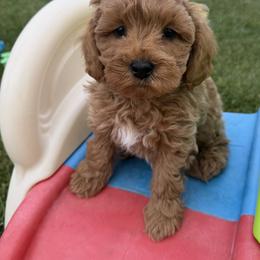 Ozzy - Apricot male Goldendoodle puppy in Huntington, Utah from Krispydoodle