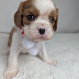 Rudolph - Blenheim male Cavalier King Charles Spaniel puppy in Seymour, Missouri from Painted Blessing's AKC Cavaliers LLC