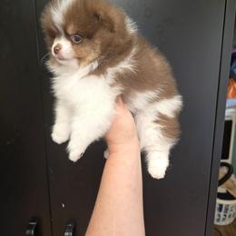Bruno - Chocolate parti female Pomeranian puppy in Meherrin, Virginia from Traveling Poms
