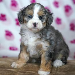 Harmony - Blue merle female Bernedoodle puppy in Dundee, Ohio from Down Home Doodle