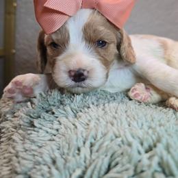 Aphrodite - Blenheim female Cavapoo puppy in Roseville, California from Heavenly Goldendoodles