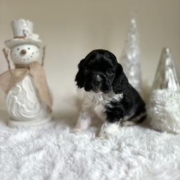 Boy 2 - Black and white male Cocker Spaniel puppy in California from Archangel Cockers