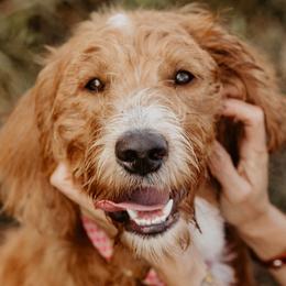 Labradoodles from Open Door Doodles