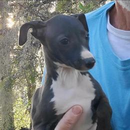 Seal boy - Seal male Italian Greyhound puppy in Monticello, Florida from Lebeck Acres