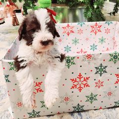 Double Doodle and Labradoodle Puppies from Delightfully Double Doodles