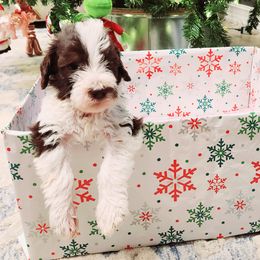 Double Doodle and Labradoodle Puppies from Delightfully Double Doodles