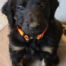 Boy 3 - Bernedoodle puppy in Grant, Michigan from Sanchez Bernedoodle Puppies
