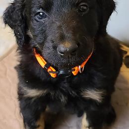 Boy 3 - Bernedoodle puppy in Grant, Michigan from Sanchez Bernedoodle Puppies