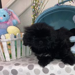 Shih Tzu Puppies from Little Lions West