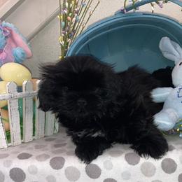 Shih Tzu Puppies from Little Lions West