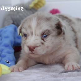 Jasmine - Red merle female Miniature Australian Shepherd puppy in Garden Plain, Kansas from Krazy K Aussies