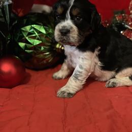 English Springer Spaniel Puppies from Powers English Springer Spaniels