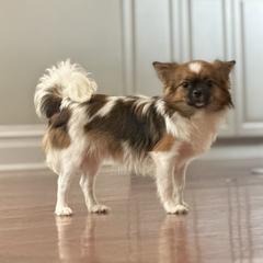 Trevor - Mi-Ki puppy from Metro Mi-kis