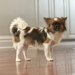Trevor - Mi-Ki puppy from Metro Mi-kis