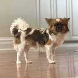 Trevor - Mi-Ki puppy from Metro Mi-kis