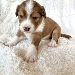 Aussiedoodle Puppies from A Dose Of Doodle