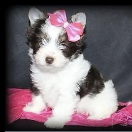 Nina - Biewer Terrier
