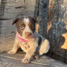 Rose - Blue female Australian Cattle Dog puppy in Sahuarita, Arizona from A2 Australian Cattle Dogs