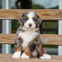 Brown - Merle male Bernedoodle puppy in Dundee, Ohio from Down Home Doodle