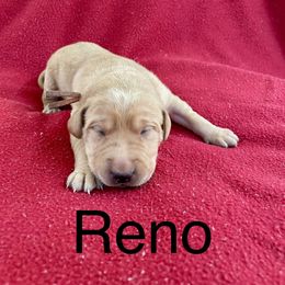 Reno - Yellow male Labrador Retriever puppy in Mineral, Virginia from Canine Assist