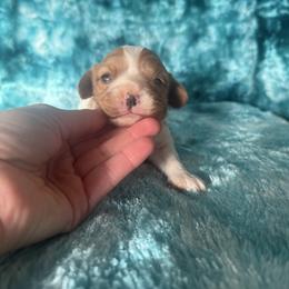 Poppy - Blenheim female Cavalier King Charles Spaniel puppy in Knoxville, Tennessee from Rocky Top Cavapoos