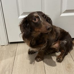 Dachshund puppies from Ruby Desert Doxies