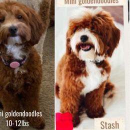 Hazi - Goldendoodle