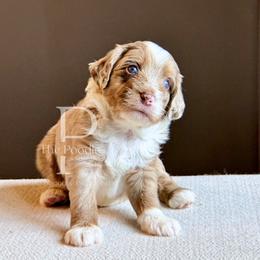 Jasper - Chocolate merle male Bernedoodle puppy in Tulsa, Oklahoma from The Poodle Co. Raising Doodles & Poodles