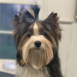 Juju  - Biewer Terrier