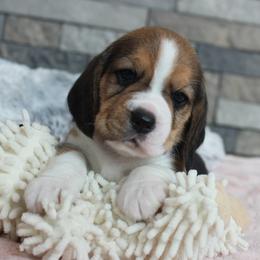 Jade - Black tan and white female Beagle puppy in Morrill, Kansas from Kelle Beagles